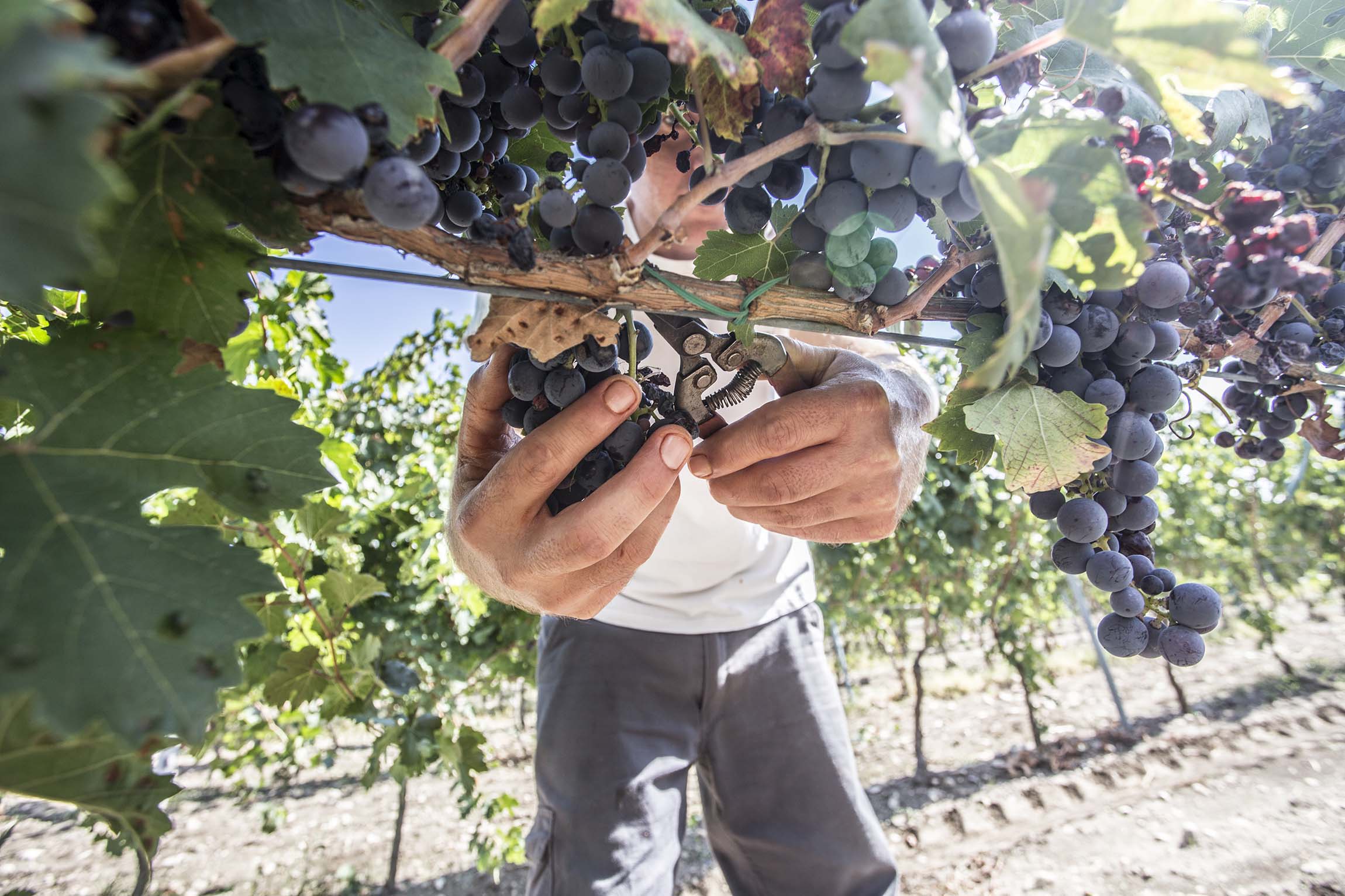 Vignes alberello pugliese, Polvanera